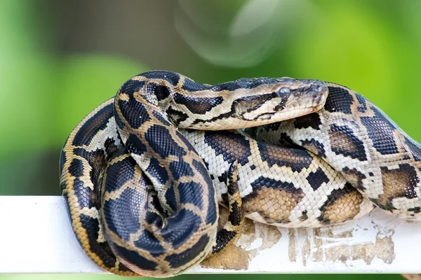 Portrait of  snake closeup — Stock Photo, Image