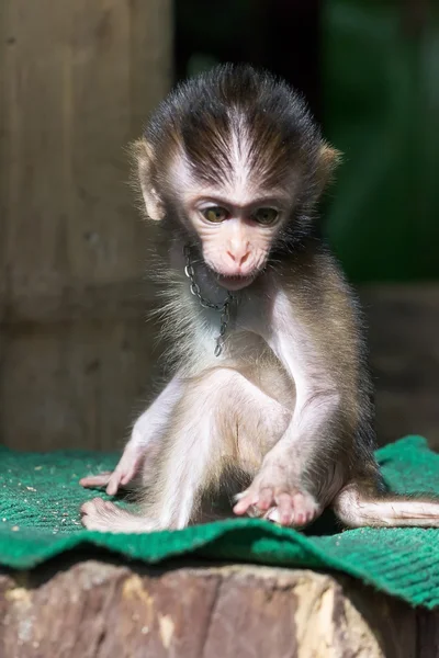Emozioni della scimmia — Foto Stock