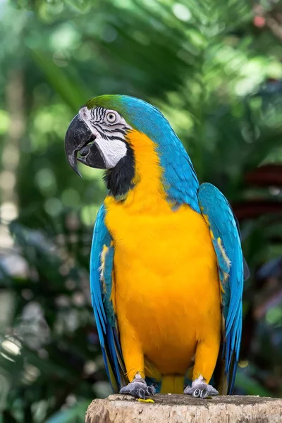 Beautiful macaw — Stock Photo, Image