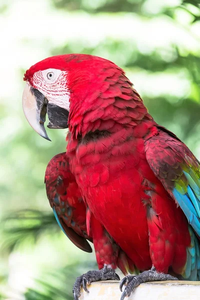 Macaw indah — Stok Foto