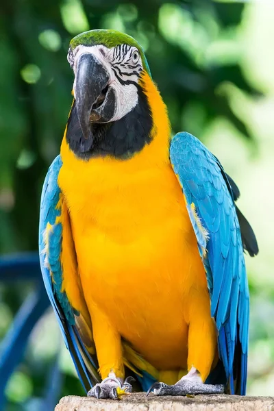 Beautiful macaw — Stock Photo, Image