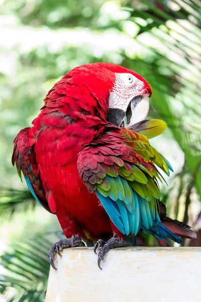 Красивый ара — стоковое фото