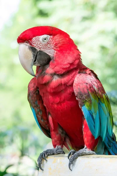 Beautiful macaw — Stock Photo, Image