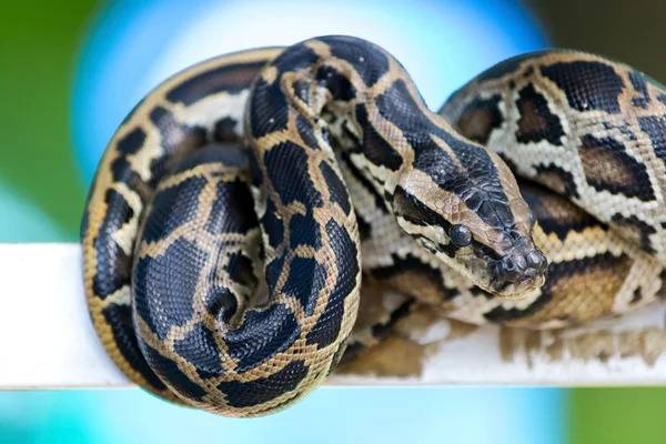 Portrait of  snake closeup — Stock Photo, Image