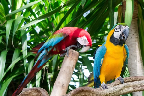 Beautiful macaw — Stock Photo, Image