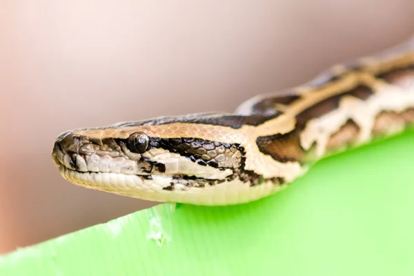 Portrait of  snake closeup — Stock Photo, Image