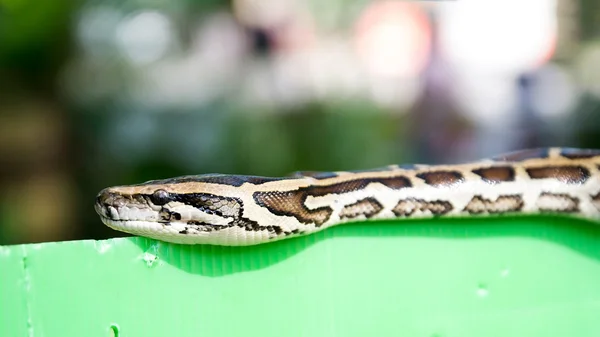 Portrait of  snake closeup — Stock Photo, Image