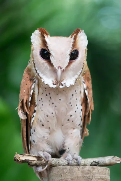 Short-eared Owl — Stock Photo, Image