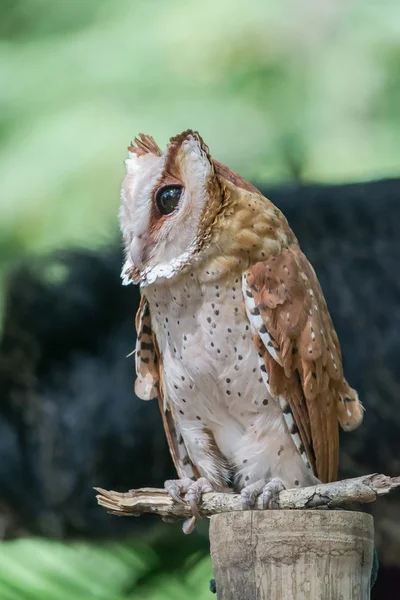 Короткоухая сова — стоковое фото