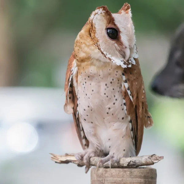 Short-eared Owl — Stock Photo, Image