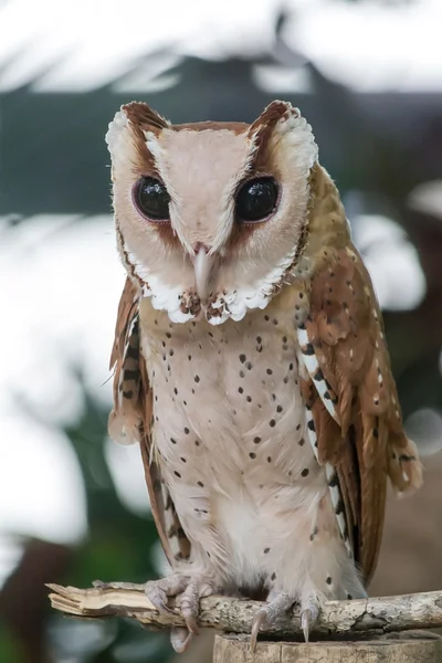 Short-eared Owl — Stock Photo, Image