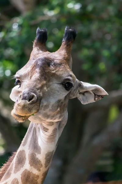 Giraffe portret — Stockfoto