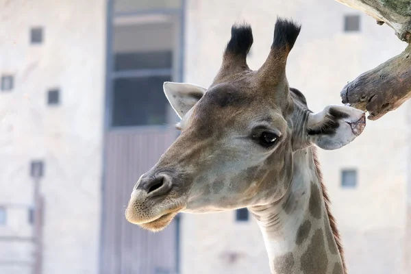 Giraffe portret — Stockfoto