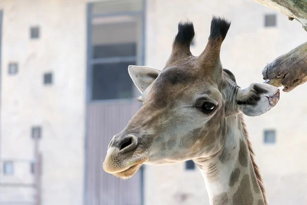 Giraffe portret — Stockfoto