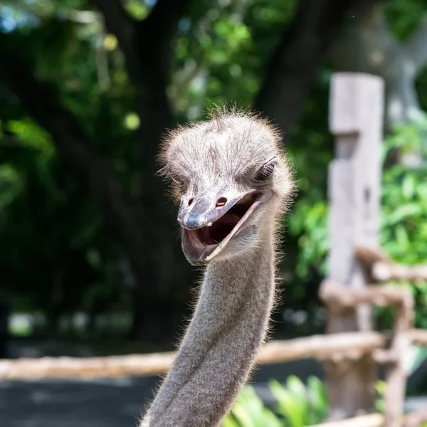 Struisvogel hoofd close-up — Stockfoto