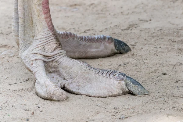 Struisvogel claws — Stockfoto