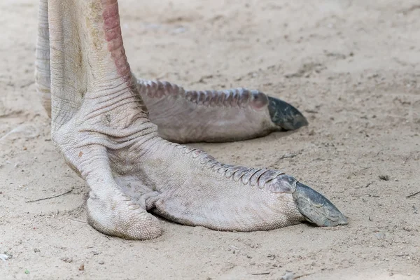 Garras de avestruz — Fotografia de Stock