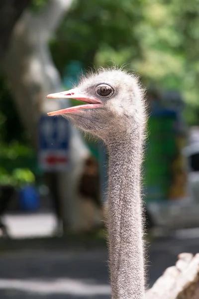 Struisvogel hoofd close-up — Stockfoto