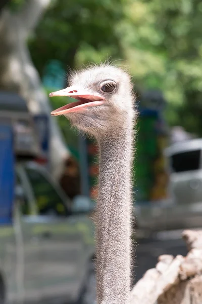 Struisvogel hoofd close-up — Stockfoto