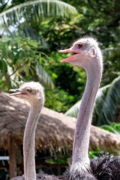 Struisvogel hoofd close-up — Stockfoto