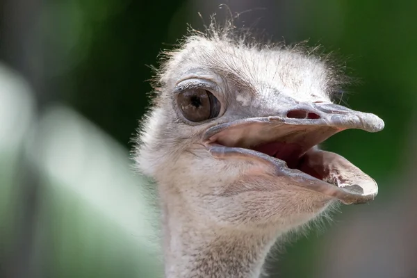 Struisvogel hoofd close-up — Stockfoto