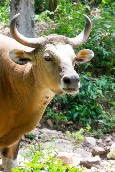 Banteng o Red Bull —  Fotos de Stock