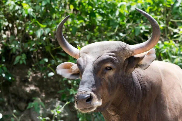 Bant veya red bull — Stok fotoğraf