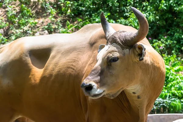 Banteng o Red Bull —  Fotos de Stock