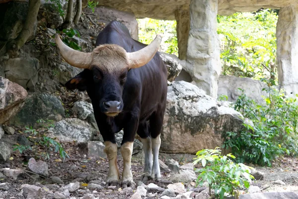 Νέοι Gaur — Φωτογραφία Αρχείου