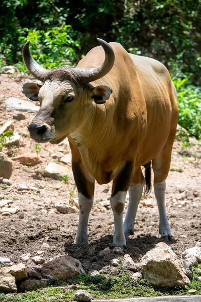 Banteng o Red Bull —  Fotos de Stock