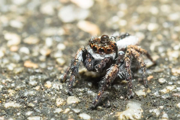 Araña saltarina —  Fotos de Stock