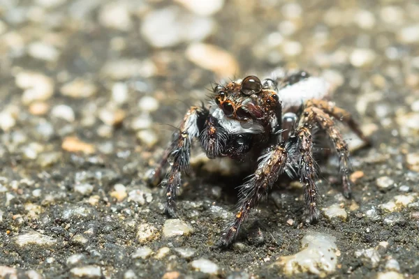 Aranha saltitante — Fotografia de Stock