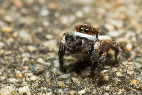 Araña saltarina — Foto de Stock