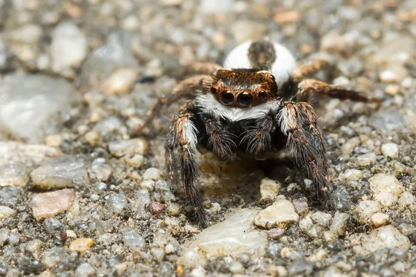 Araña saltarina — Foto de Stock