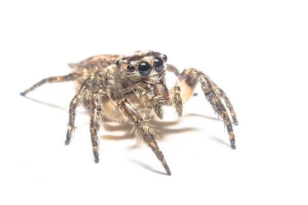 Jumping Spider — Stock Photo, Image