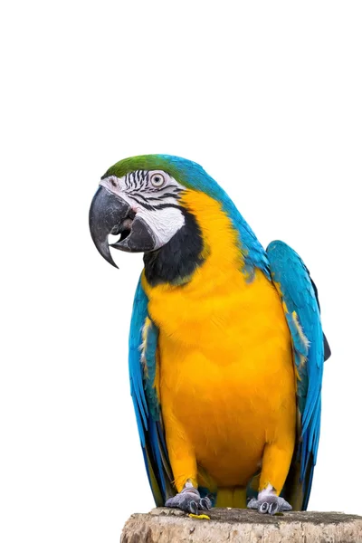 Blå och guld Macaw — Stockfoto