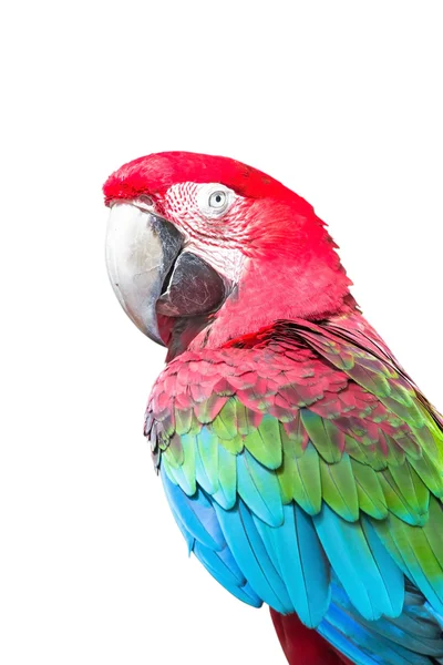 Red-winged Macaw, Ara chloropterus, in front of white background — Stock Photo, Image