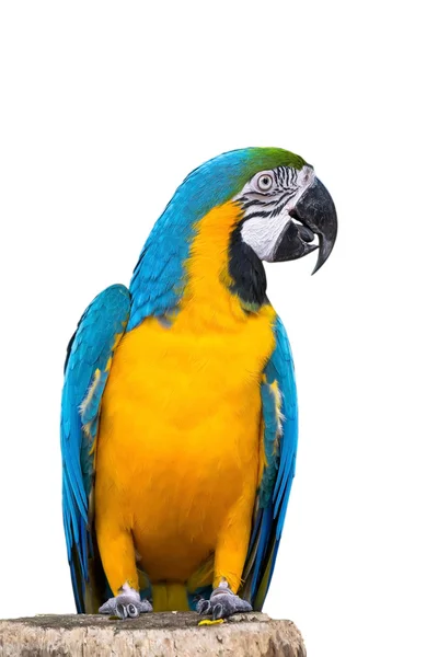 Guacamayo azul y oro — Foto de Stock