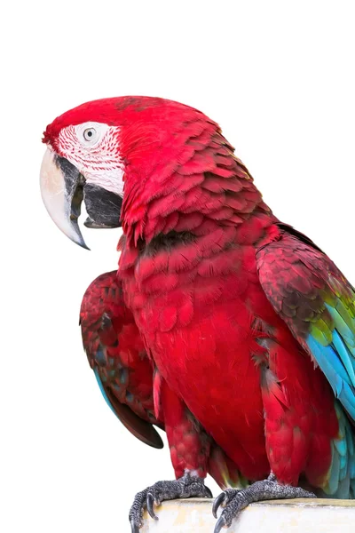 Merah bersayap Macaw, Ara kloropterus, di depan latar belakang putih — Stok Foto