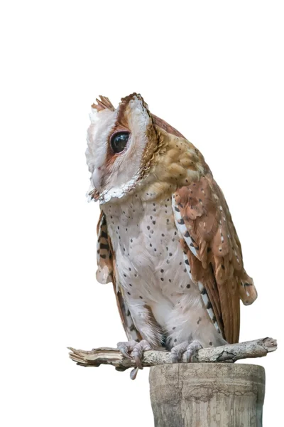 Front view of Great Horned Owl, Bubo Virginianus Subarcticus, st — Stock Photo, Image