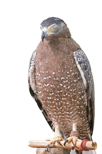 A bird of prey isolated on a white background — Stock Photo, Image