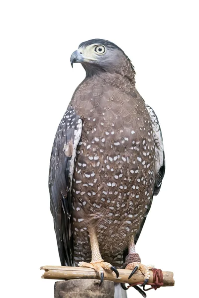 Un oiseau de proie isolé sur fond blanc — Photo