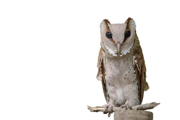 Čelní pohled virginský, Bubo Virginianus Subarcticus, st — Stock fotografie