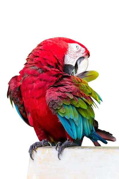 Červená okřídlený papoušek Ara chloropterus před bílým pozadím Stock Fotografie