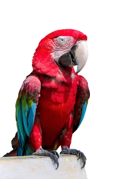 Červená okřídlený papoušek Ara chloropterus před bílým pozadím Royalty Free Stock Obrázky