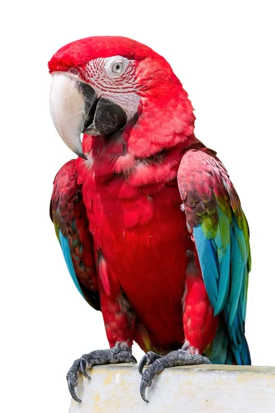 Červená okřídlený papoušek Ara chloropterus před bílým pozadím Royalty Free Stock Fotografie