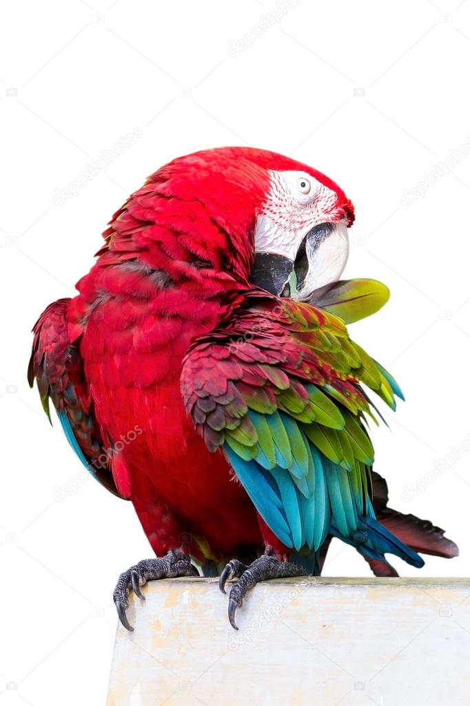 Red-winged Macaw, Ara chloropterus, in front of white background