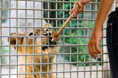 kafes yemek yeme aslan