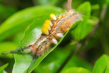 Closeup Caterpillar üzerindeki yeşil yaprak.