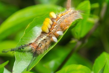 Closeup Caterpillar üzerindeki yeşil yaprak.